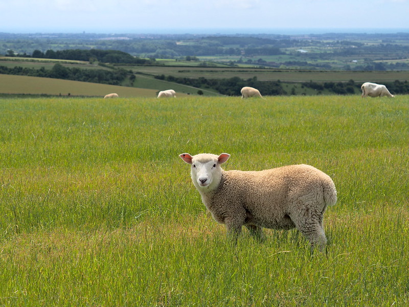 草原と羊